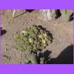 Cactus 5.jpg